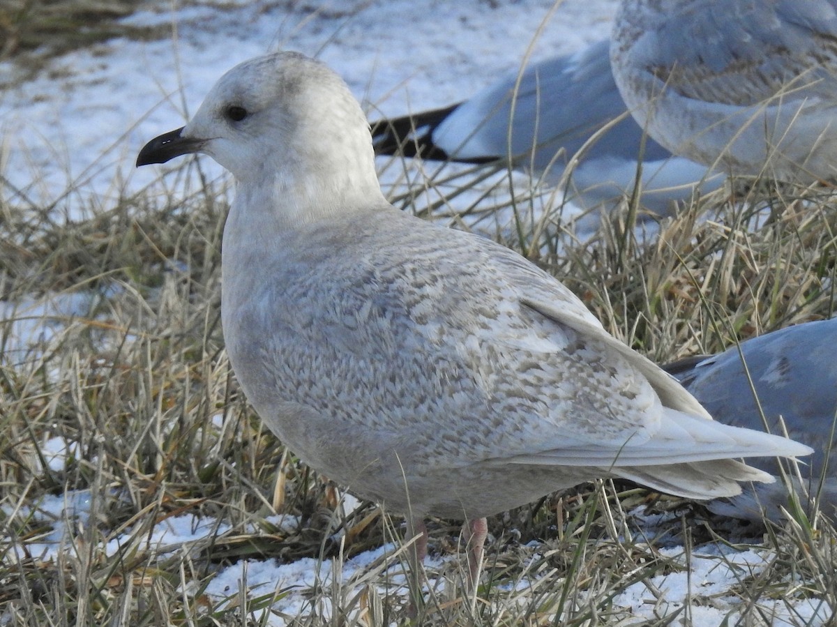 Iceland Gull (kumlieni) - ML646806223