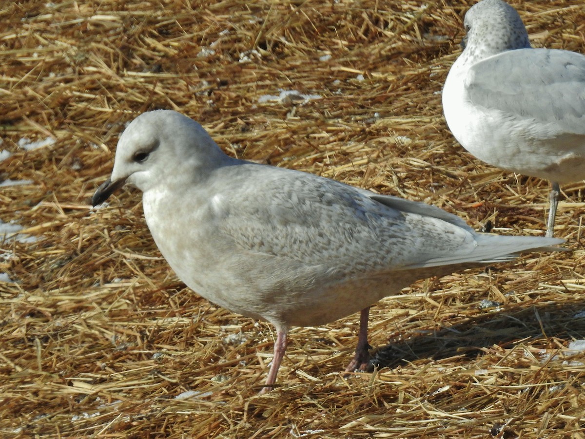 Iceland Gull (kumlieni) - ML646806224