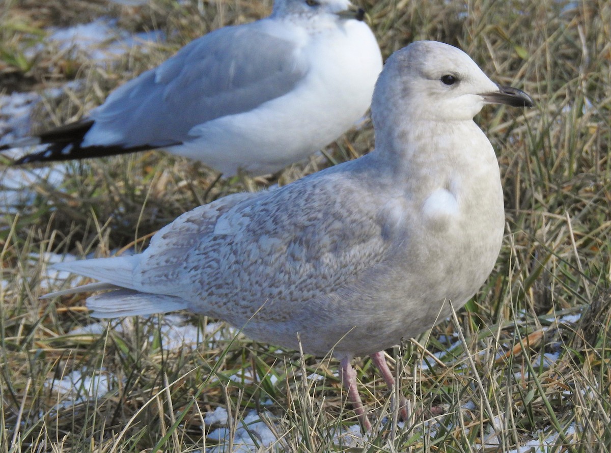 Iceland Gull (kumlieni) - ML646806225