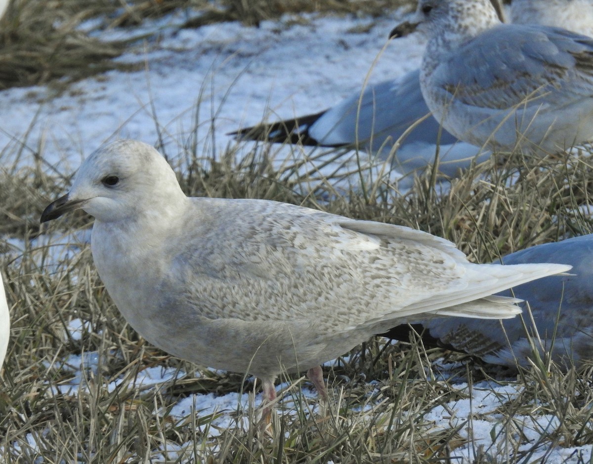 Iceland Gull (kumlieni) - ML646806226