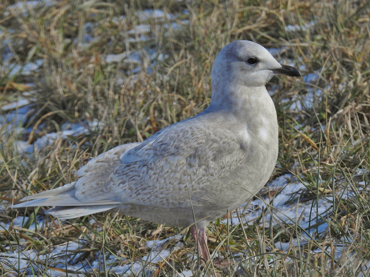 Iceland Gull (kumlieni) - ML646806227