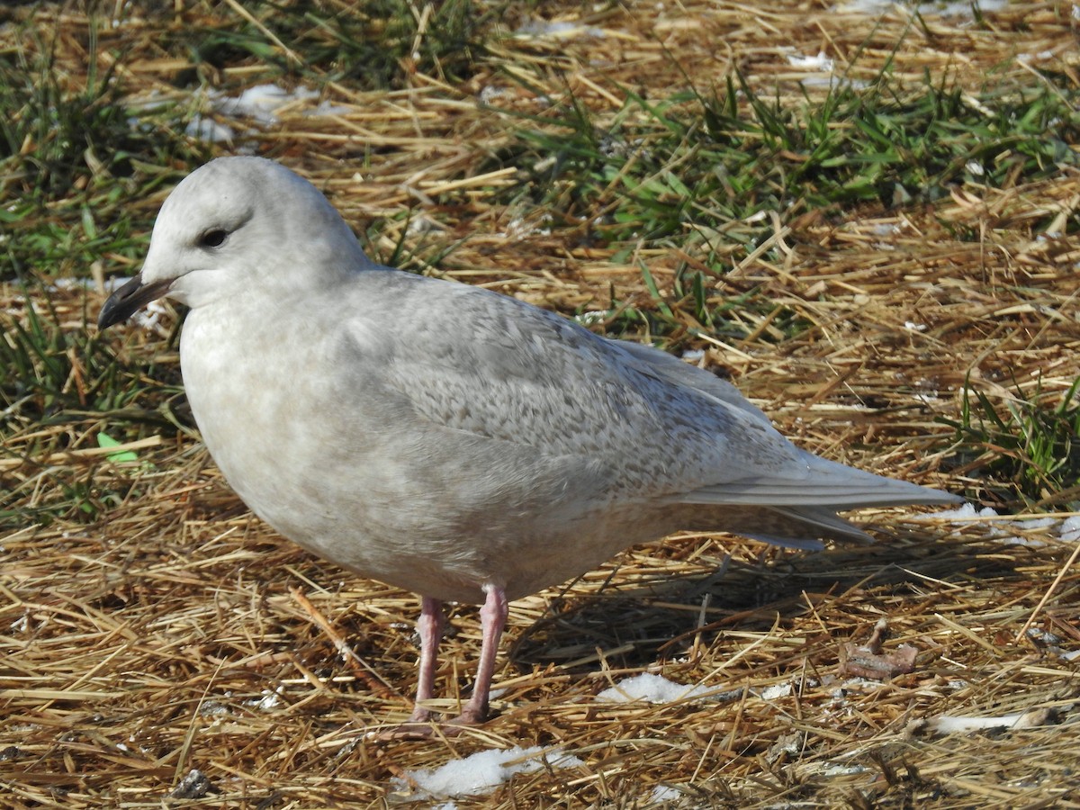Iceland Gull (kumlieni) - ML646806228