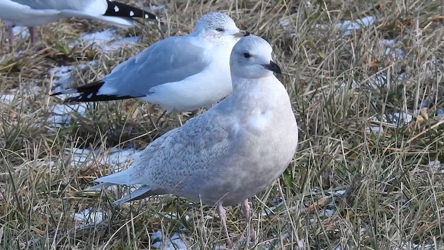 Iceland Gull (kumlieni) - ML646806236