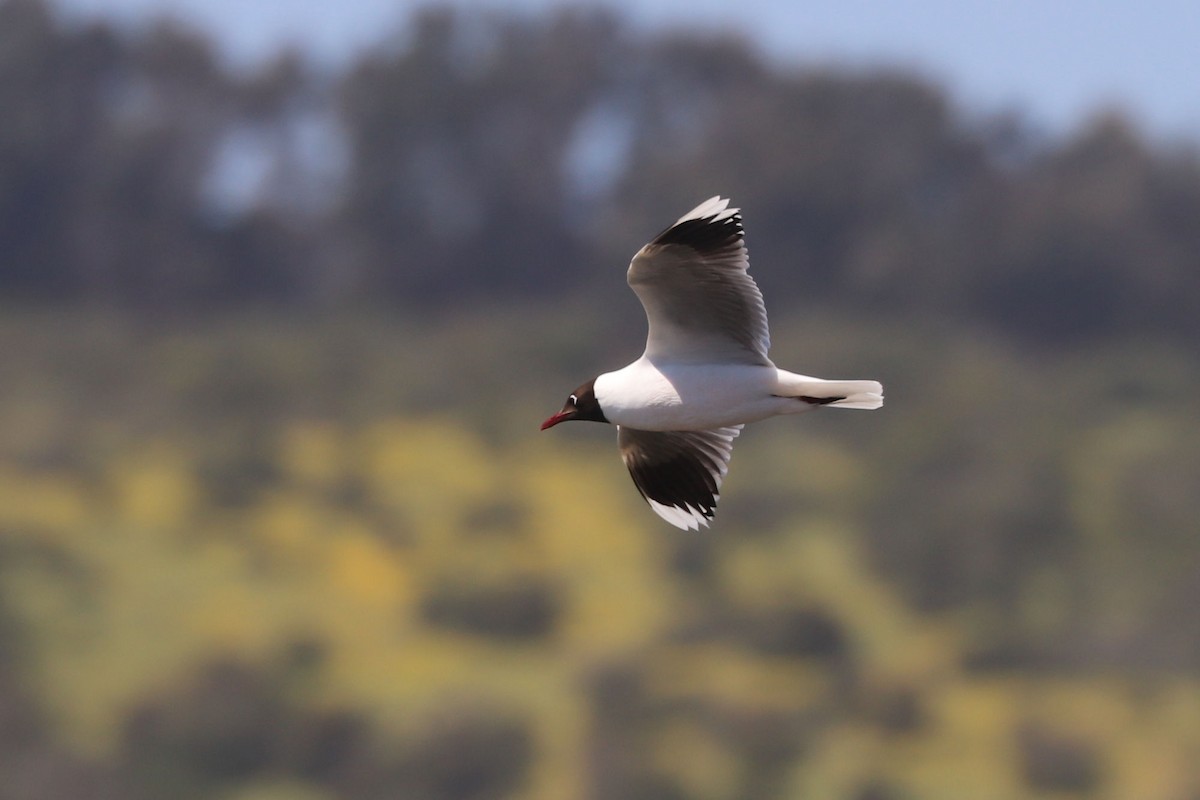 Brown-hooded Gull - ML646806237