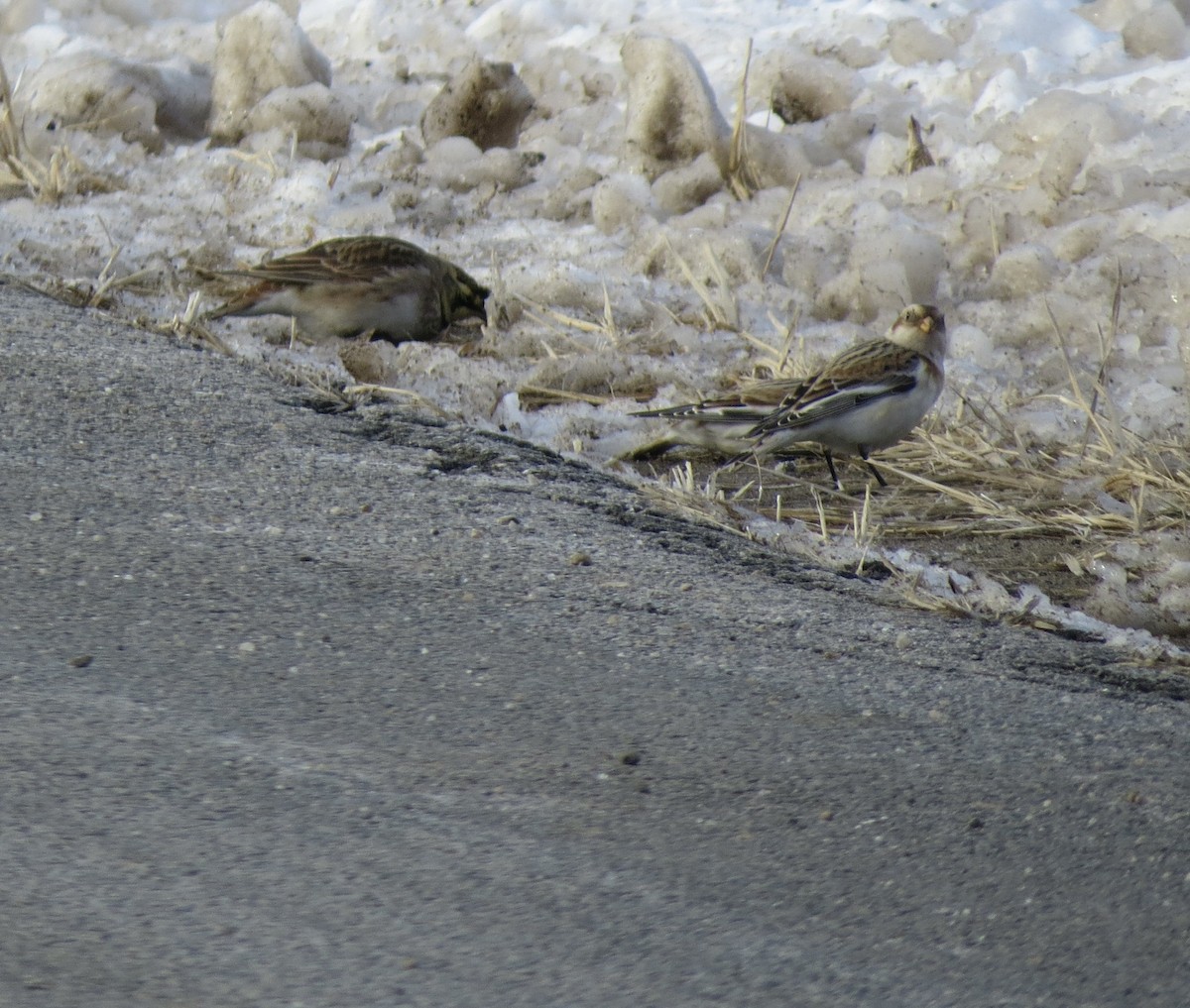 Snow Bunting - ML646806238