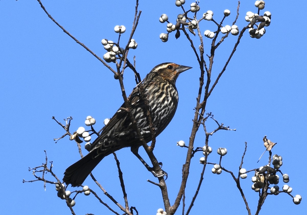 Al Kanatlı Karatavuk - ML646806239