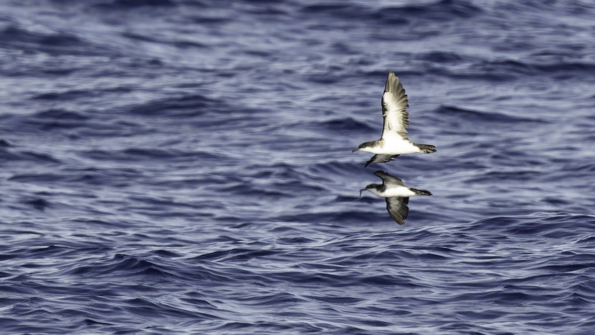 יסעור גמדי - ML646806240