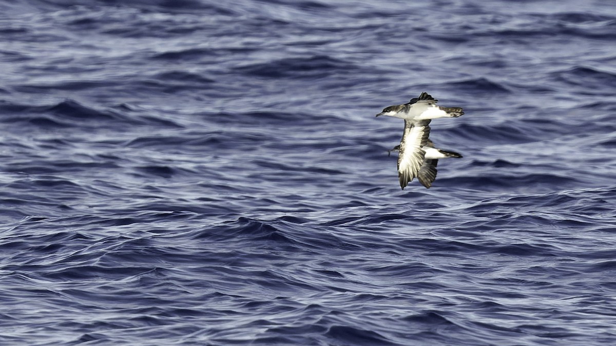 熱帶細鸌 - ML646806241