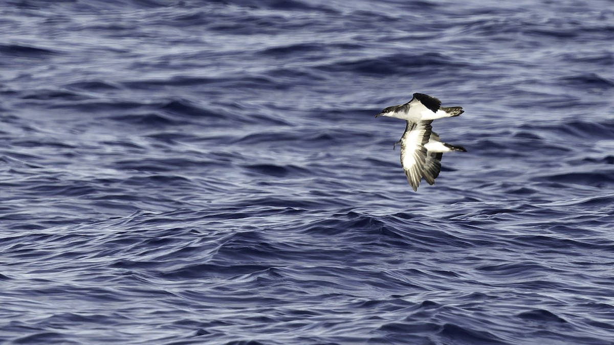 יסעור גמדי - ML646806242
