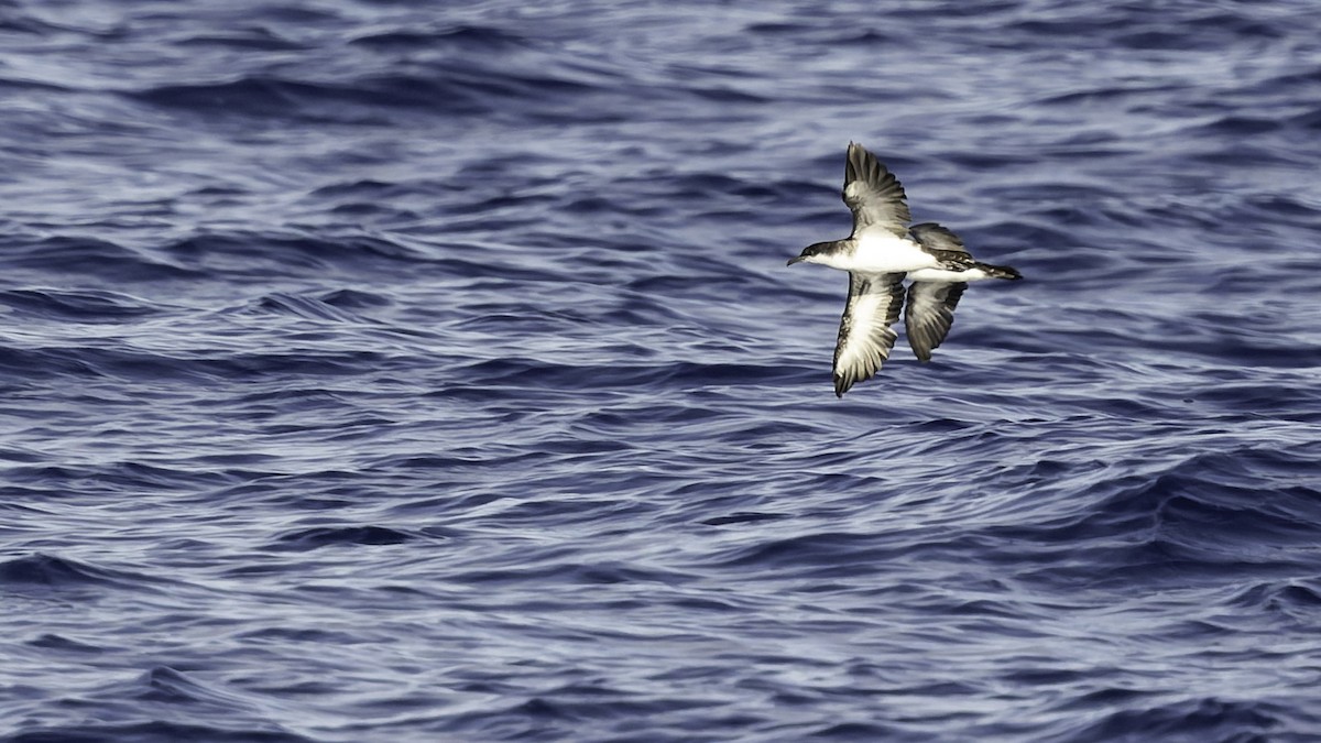 יסעור גמדי - ML646806243