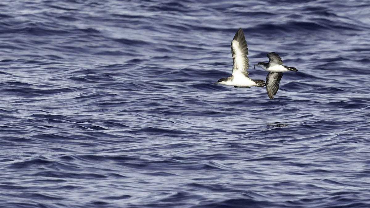 熱帶細鸌 - ML646806244