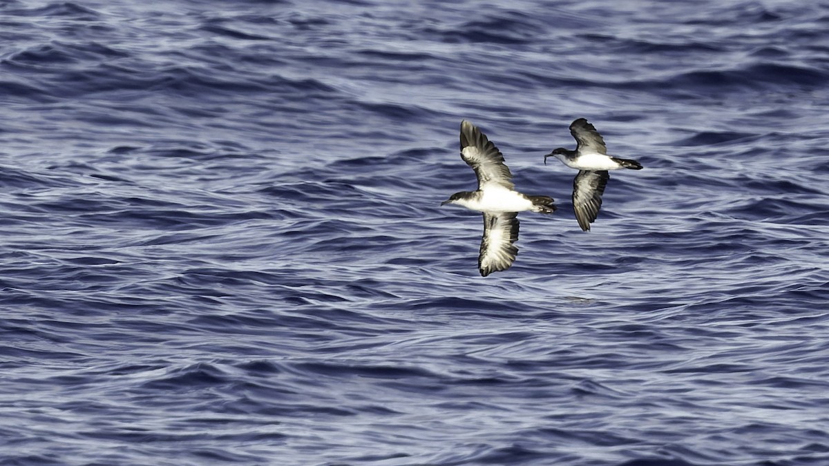 熱帶細鸌 - ML646806245