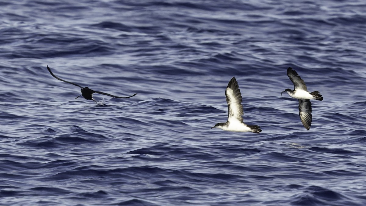 熱帶細鸌 - ML646806246