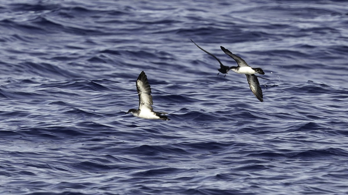 熱帶細鸌 - ML646806247