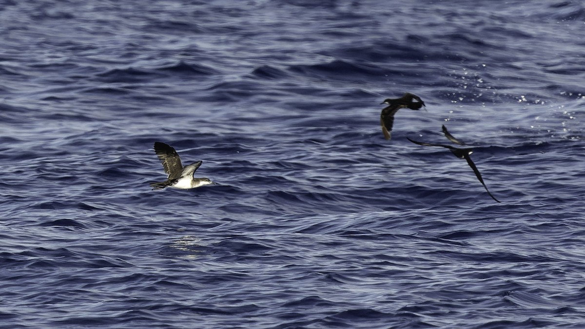 熱帶細鸌 - ML646806248