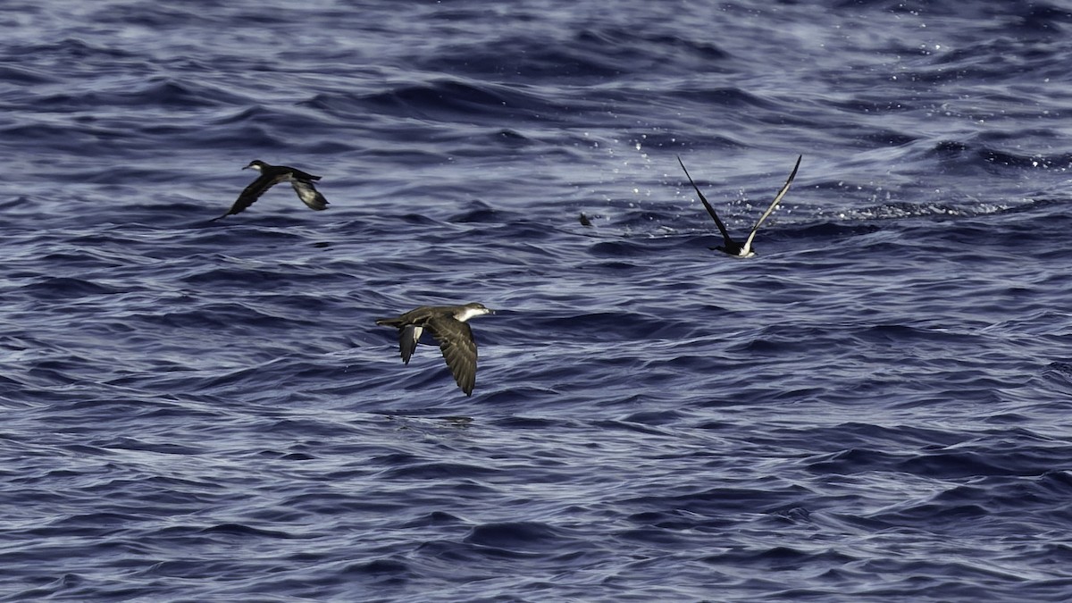 熱帶細鸌 - ML646806249