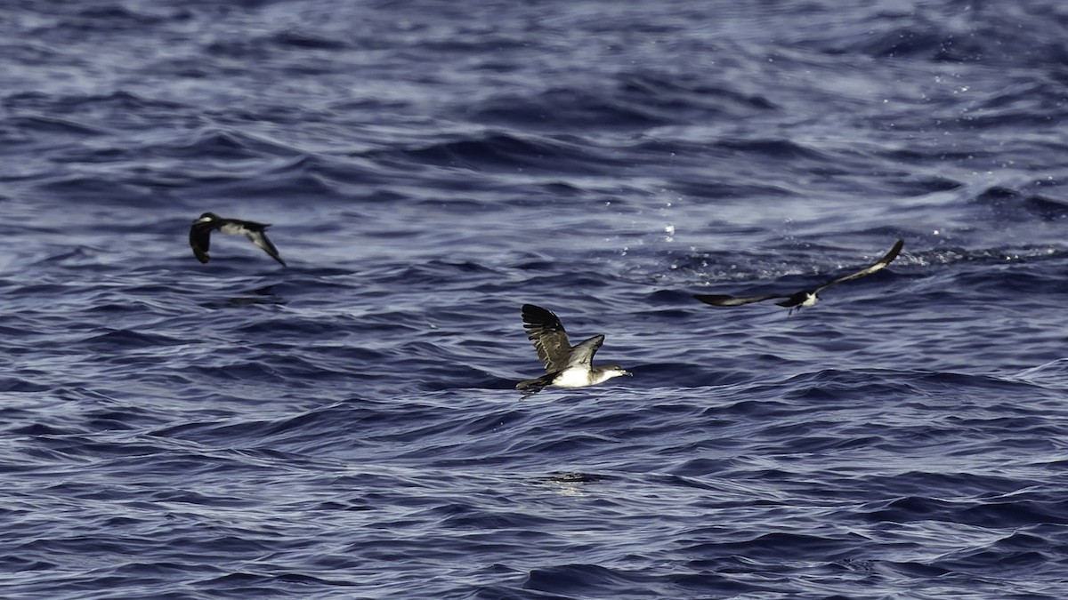 熱帶細鸌 - ML646806250