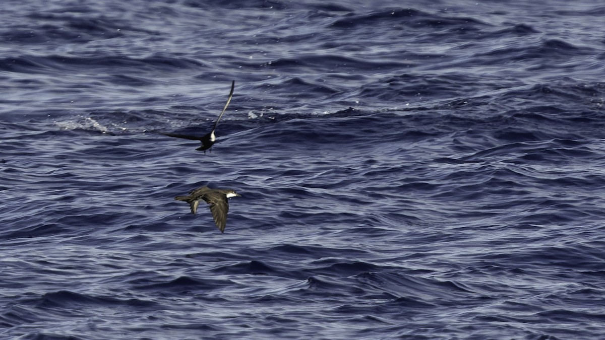 熱帶細鸌 - ML646806251