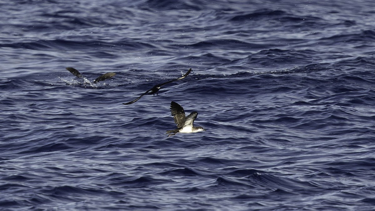 熱帶細鸌 - ML646806252