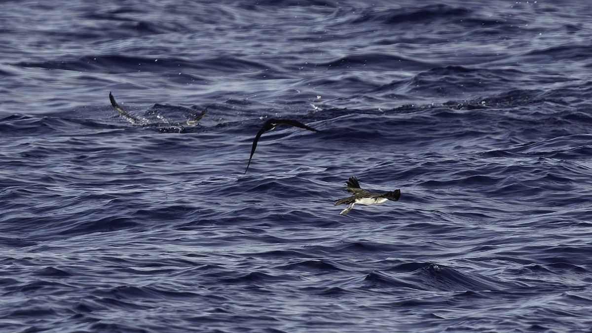 熱帶細鸌 - ML646806253