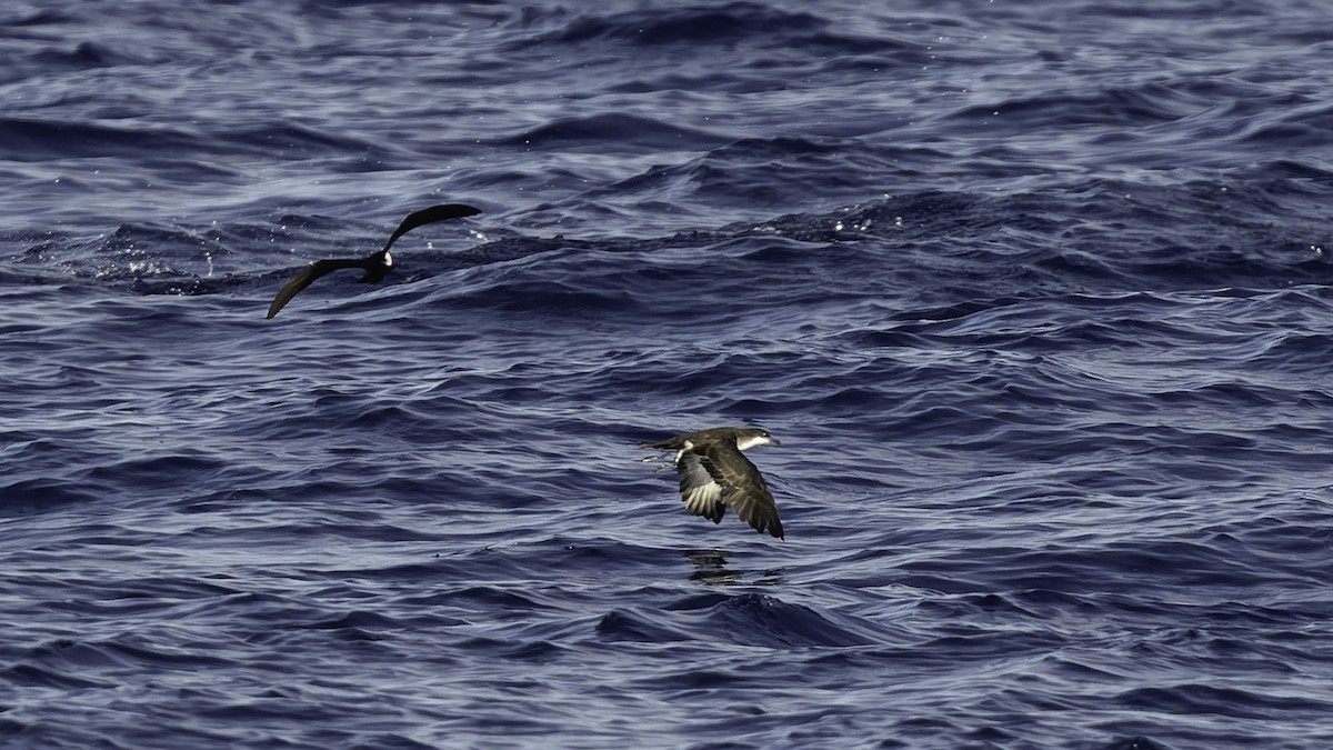 熱帶細鸌 - ML646806254