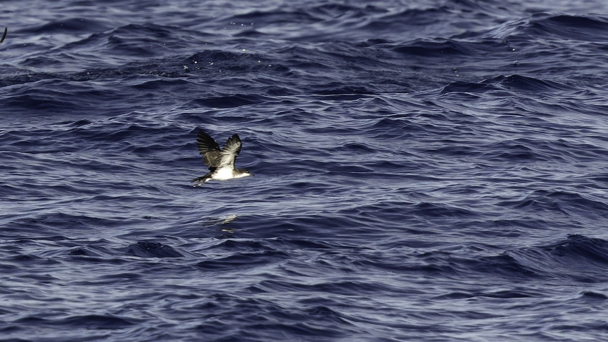 熱帶細鸌 - ML646806255