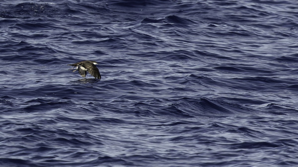 熱帶細鸌 - ML646806256