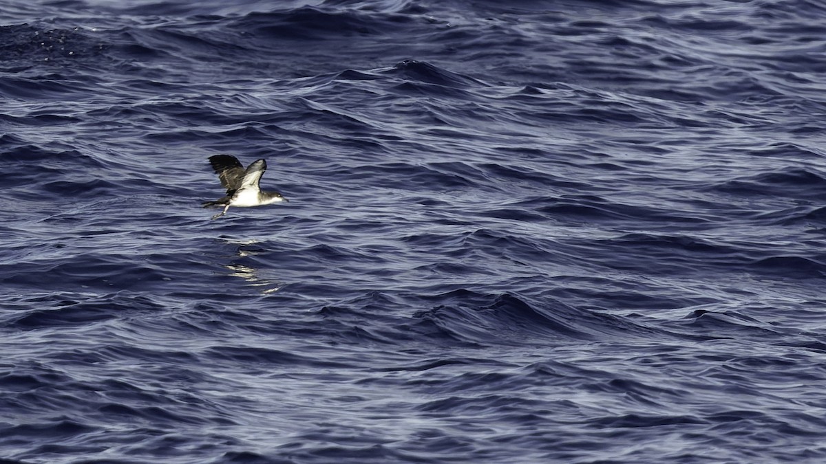 熱帶細鸌 - ML646806257