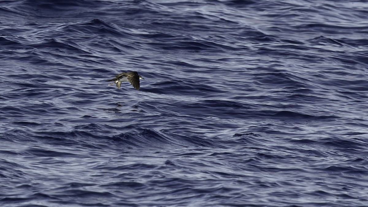 熱帶細鸌 - ML646806258