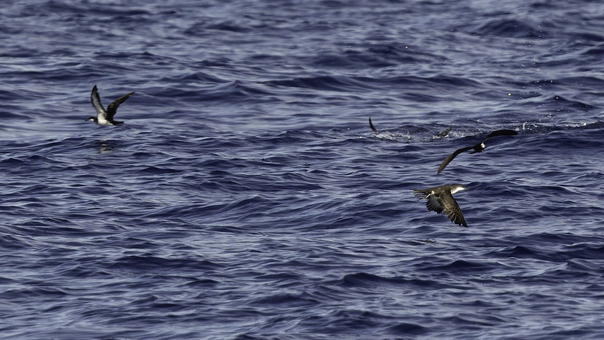 熱帶細鸌 - ML646806259