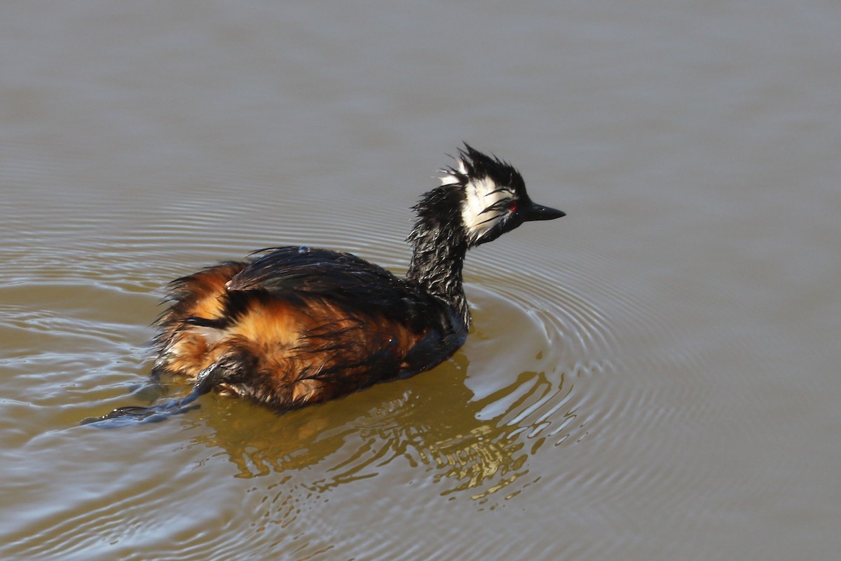 White-tufted Grebe - ML646806272