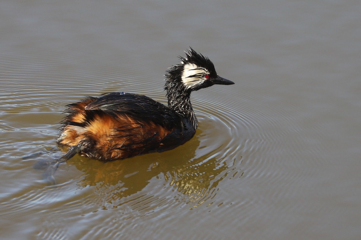 White-tufted Grebe - ML646806273