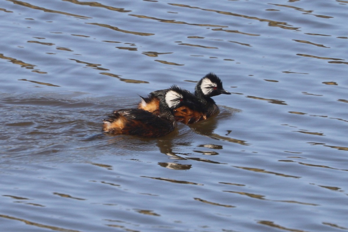 White-tufted Grebe - ML646806274