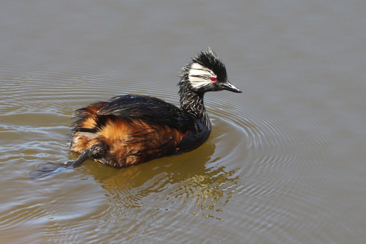 White-tufted Grebe - ML646806275