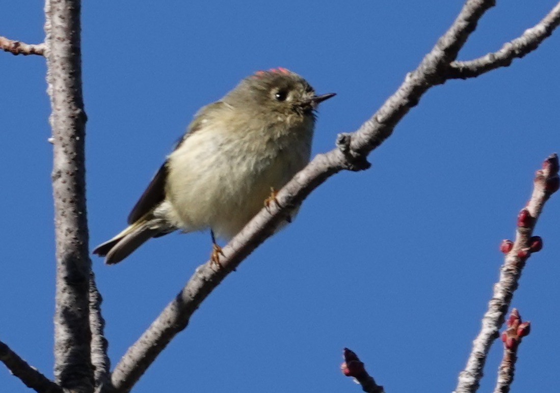 Ruby-crowned Kinglet - ML646806276