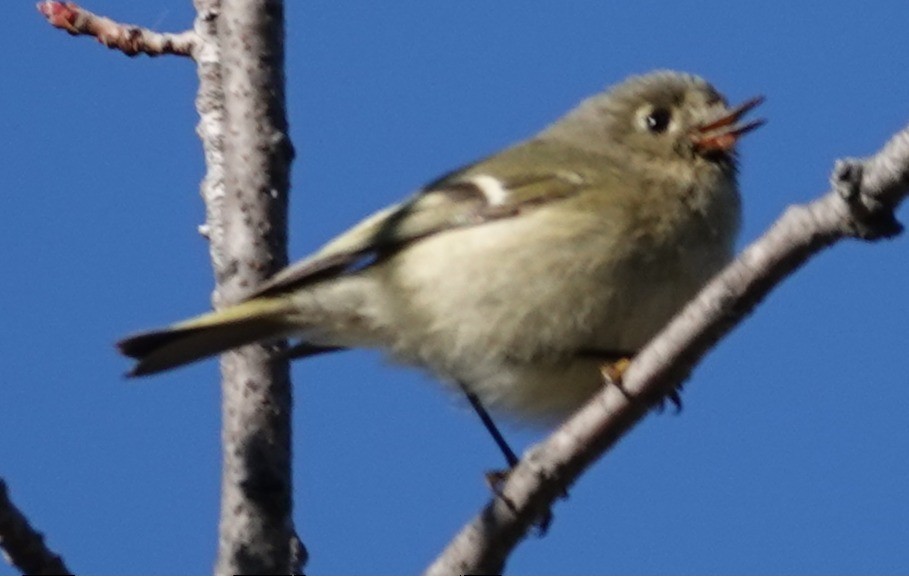 Ruby-crowned Kinglet - ML646806277