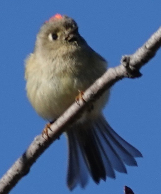 Ruby-crowned Kinglet - ML646806278