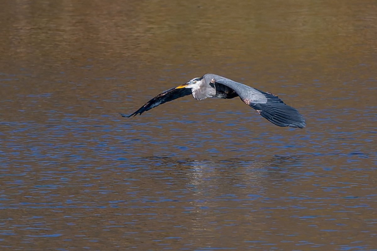 Great Blue Heron - ML646806279