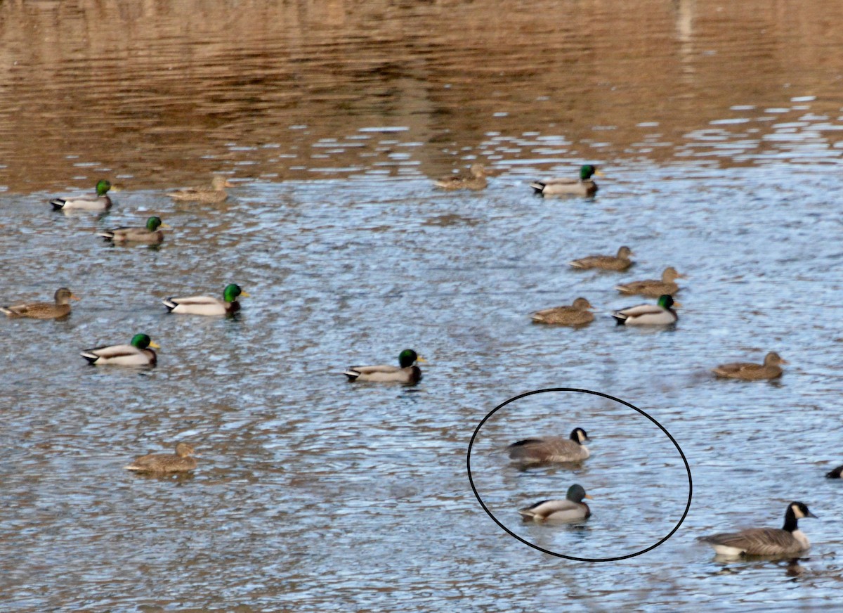 小加拿大雁 - ML646806281