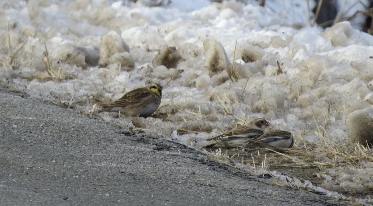 Horned Lark - ML646806284