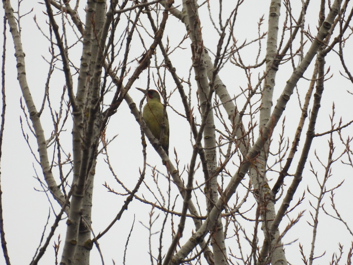 İberya Yeşil Ağaçkakanı - ML646806285