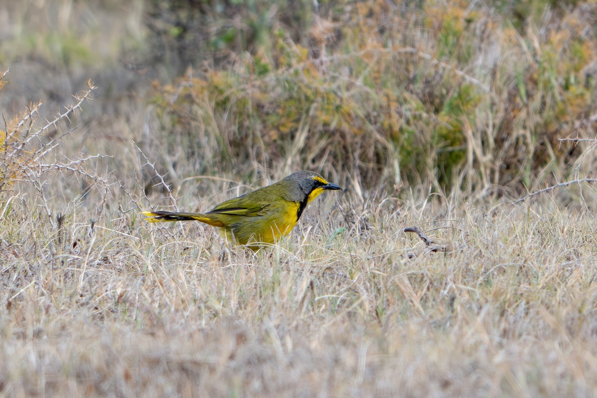 Gonolek bacbakiri (groupe zeylonus) - ML646806286