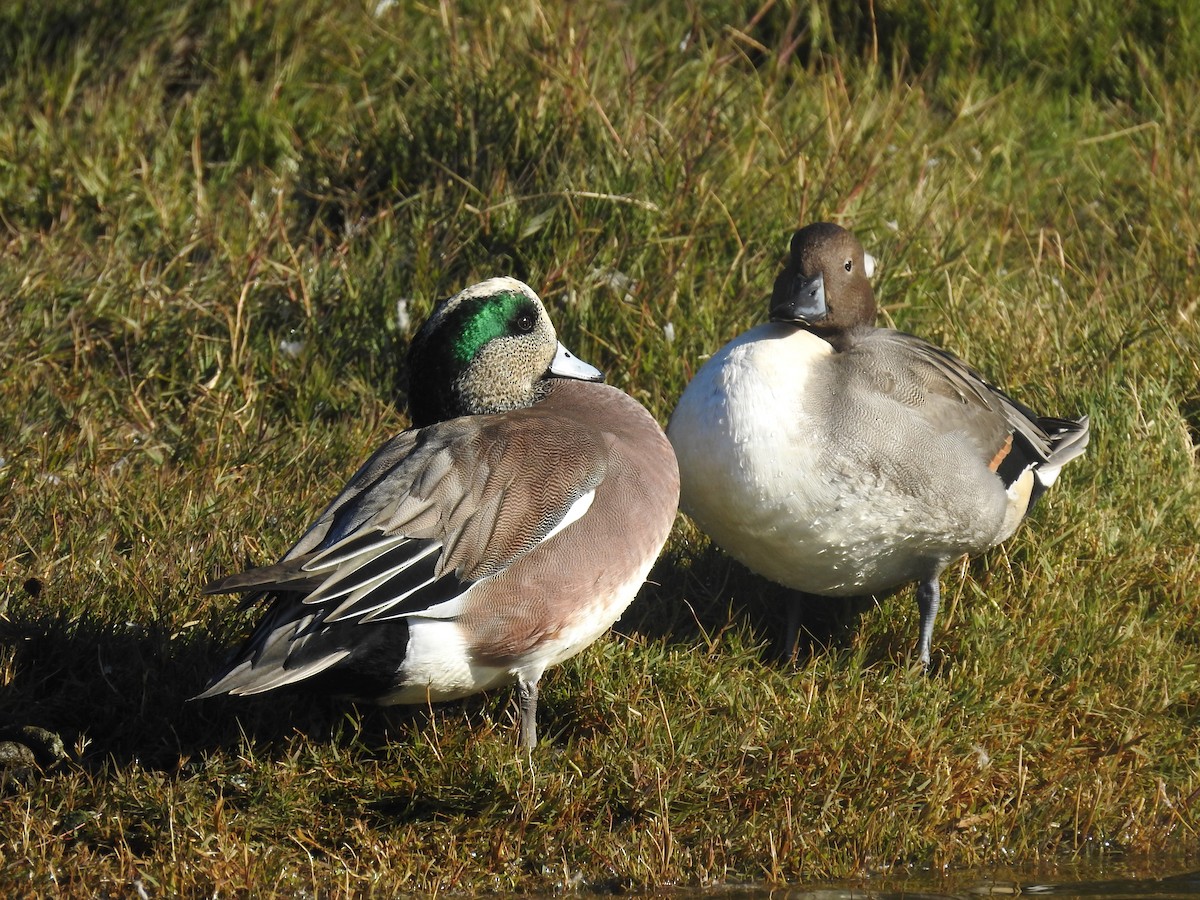 American Wigeon - ML646806287
