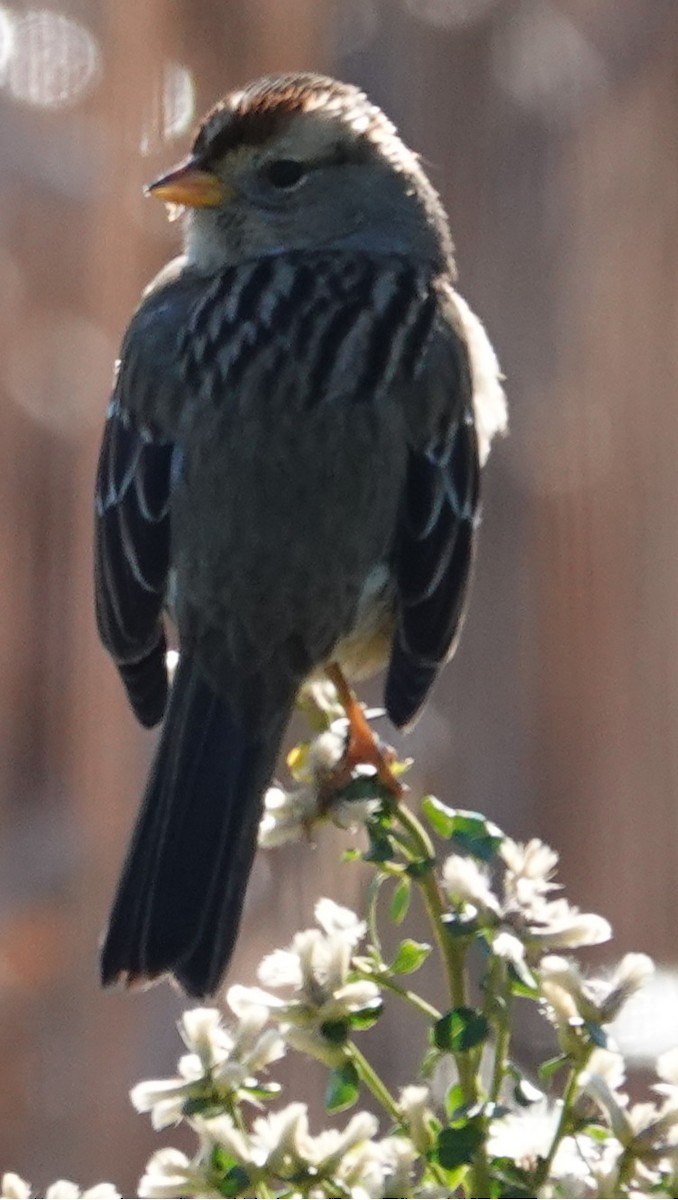 hvitkronespurv - ML646806289