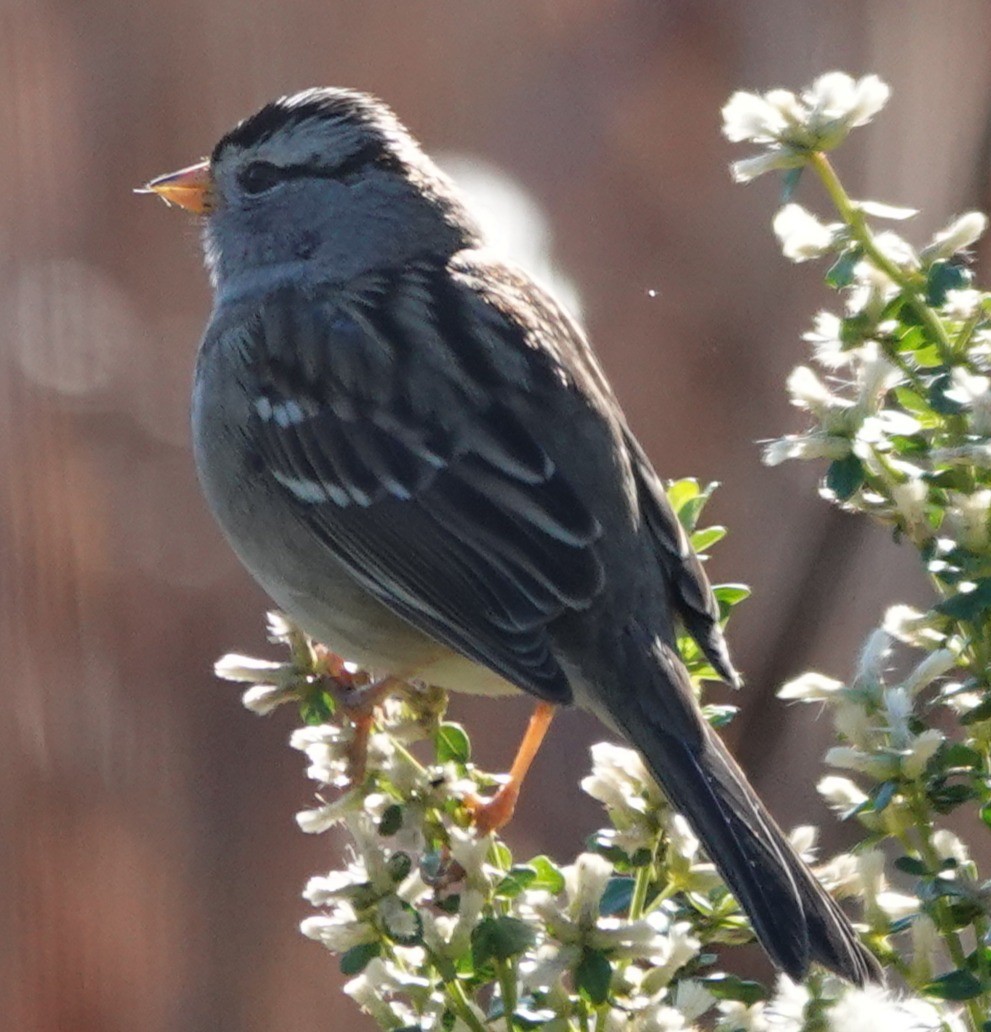 hvitkronespurv - ML646806290