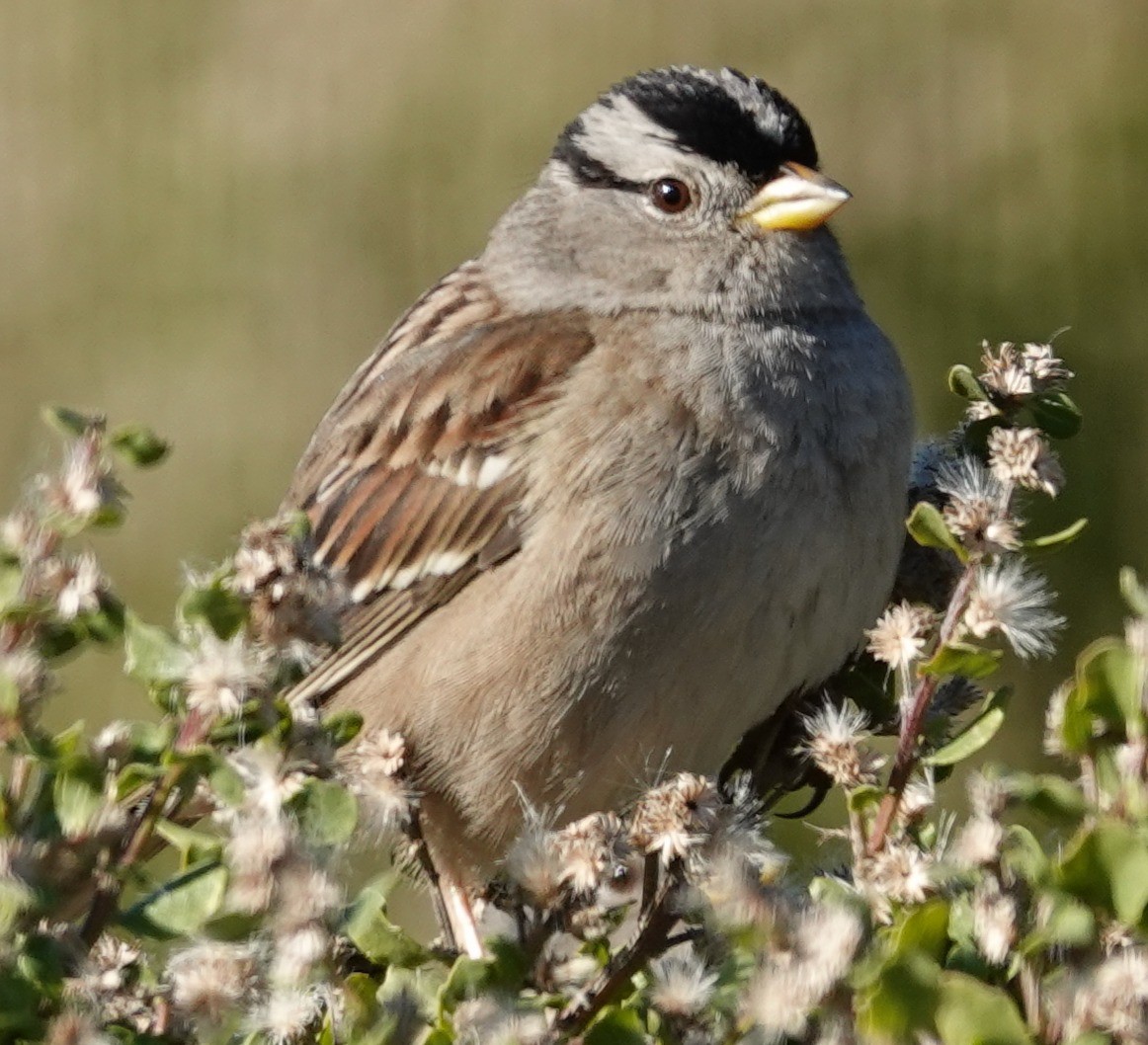 hvitkronespurv - ML646806291