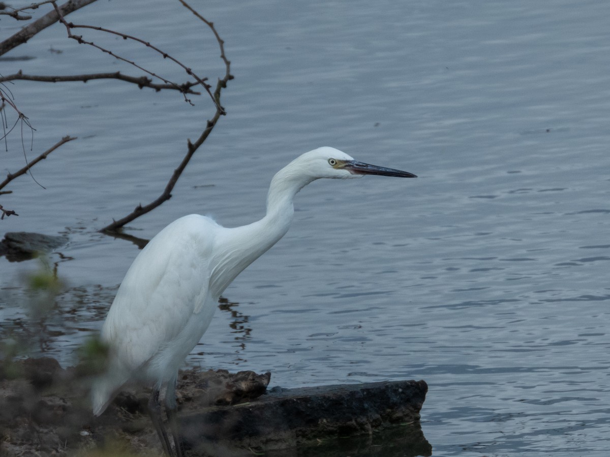 לבנית אמריקנית - ML646806292