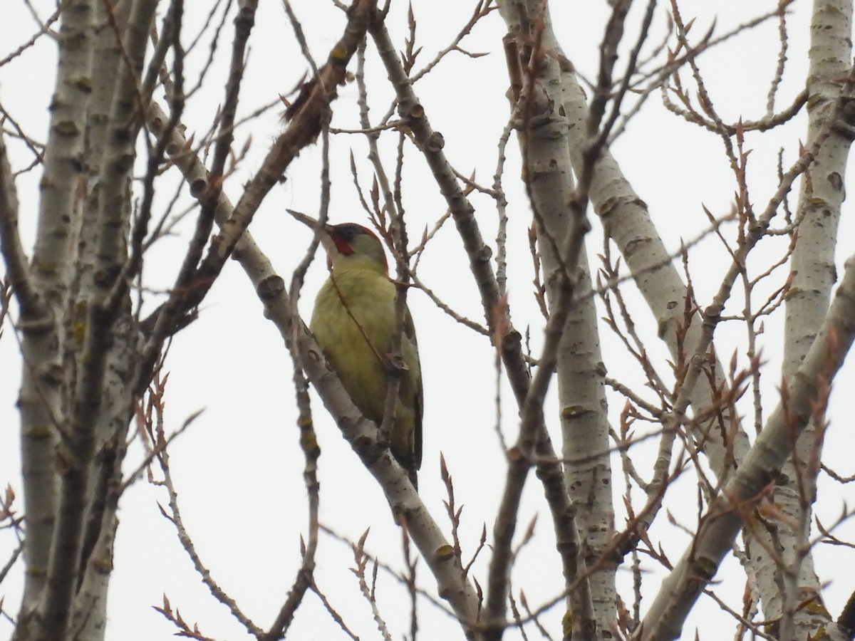 İberya Yeşil Ağaçkakanı - ML646806293