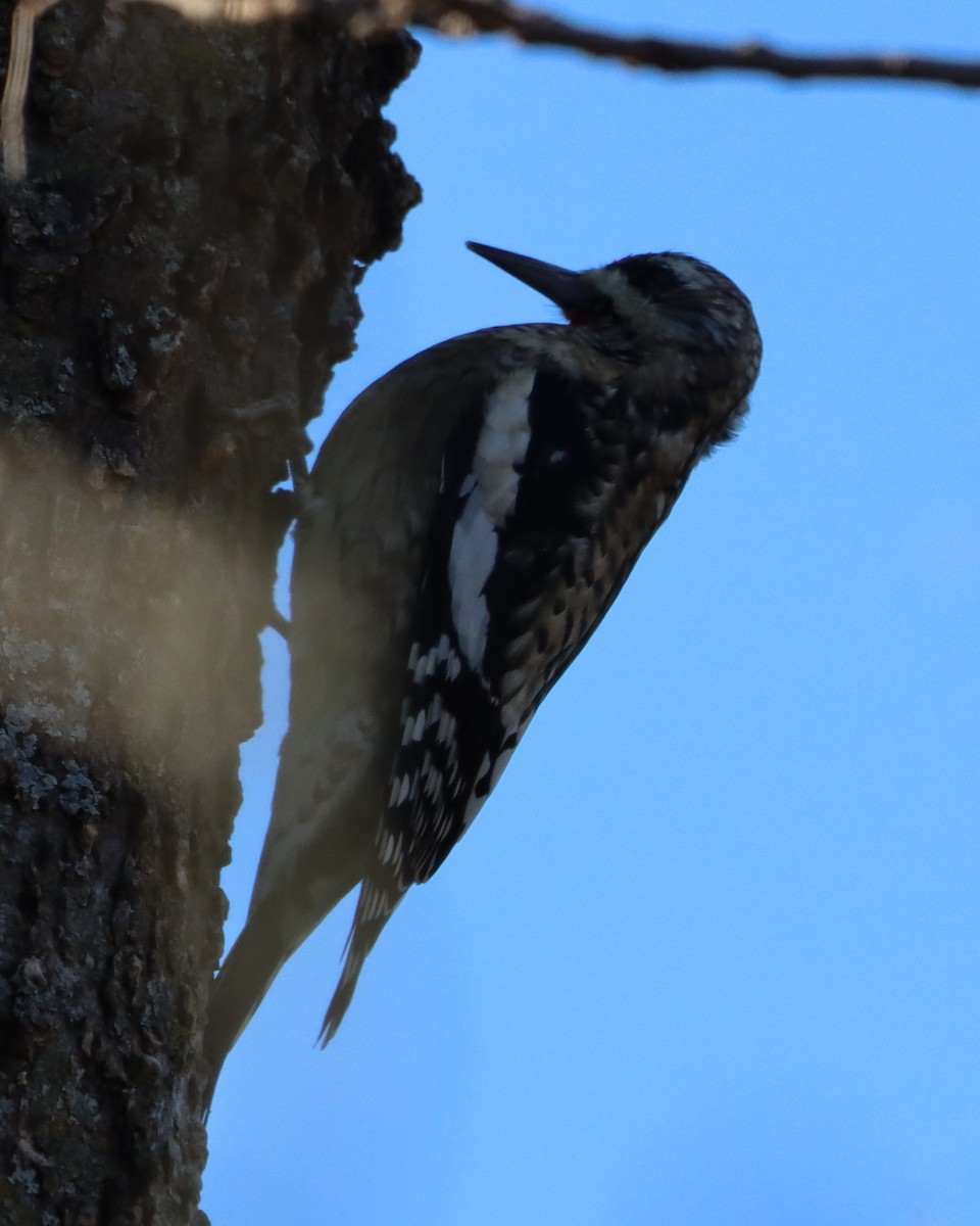 Yellow-bellied Sapsucker - ML646806296