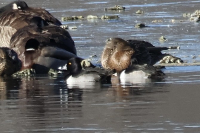 Ring-necked Duck - ML646806297